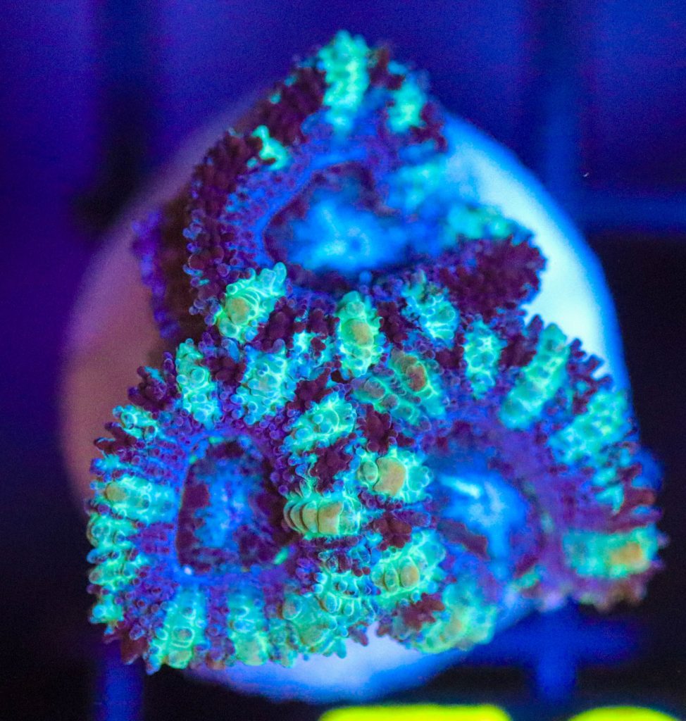 Frag Box Corals