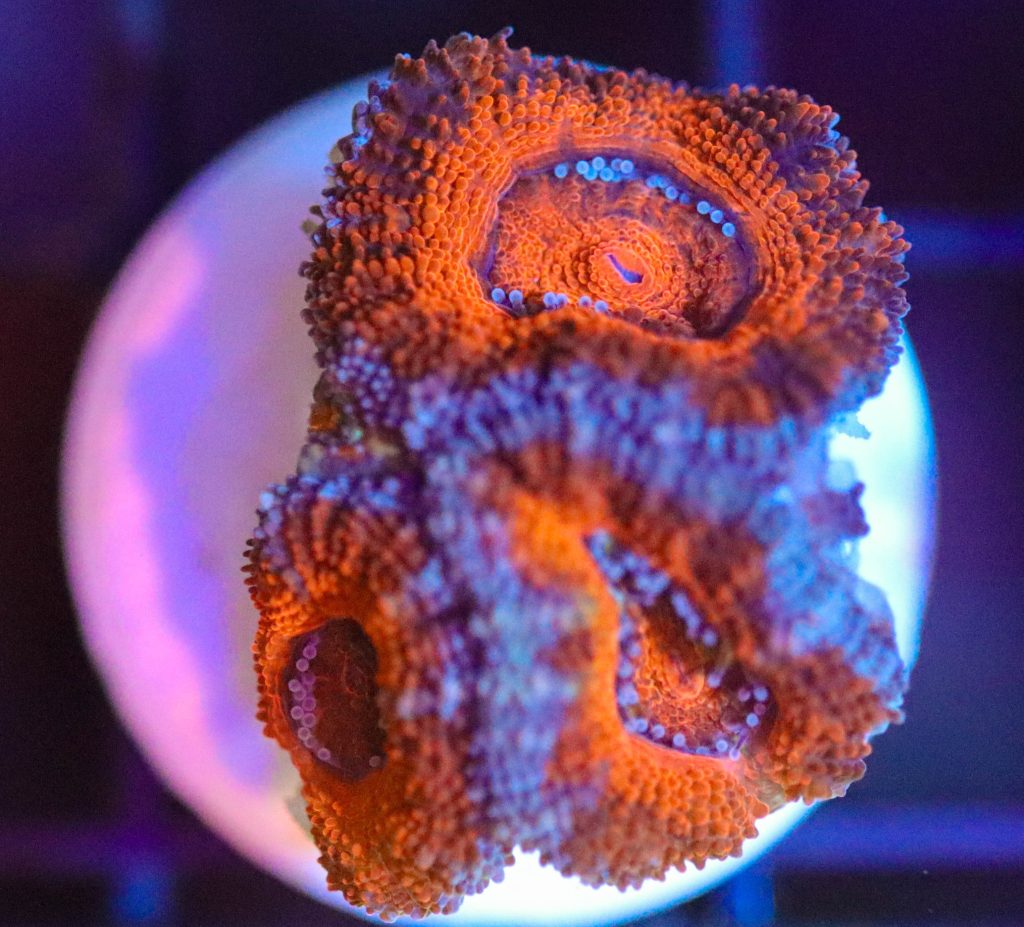 Frag Box Corals