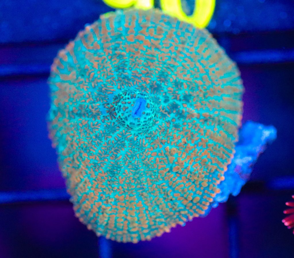 Frag Box Corals
