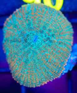 Wysiwyg Rhodactis Mushroom Frag [F83]