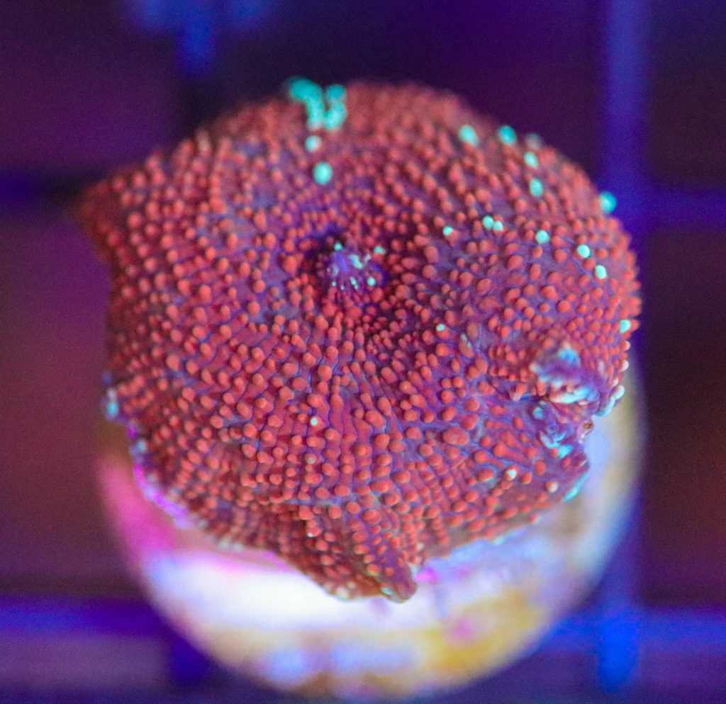 Frag Box Corals