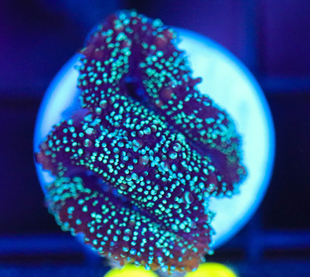 Frag Box Corals