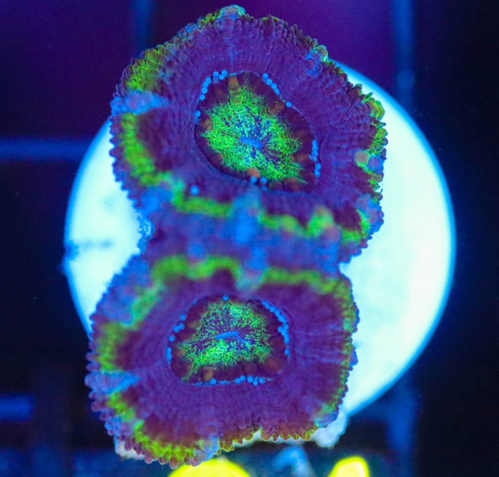 Frag Box Corals