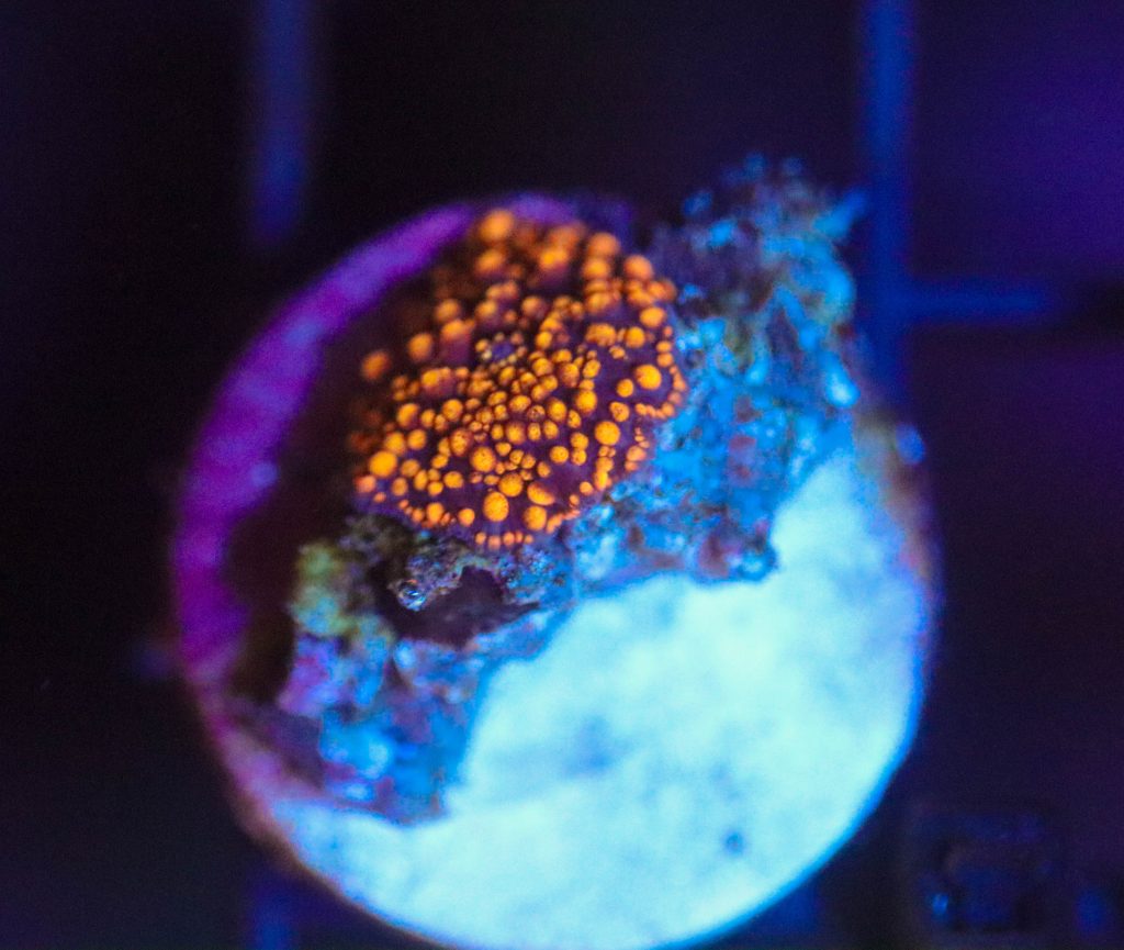 Frag Box Corals