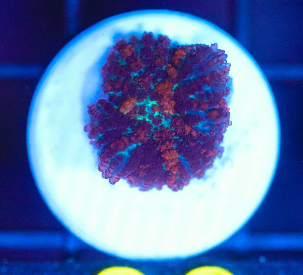Frag Box Corals