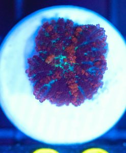 Wysiwyg small Rhodactis Mushroom Frag [F96]