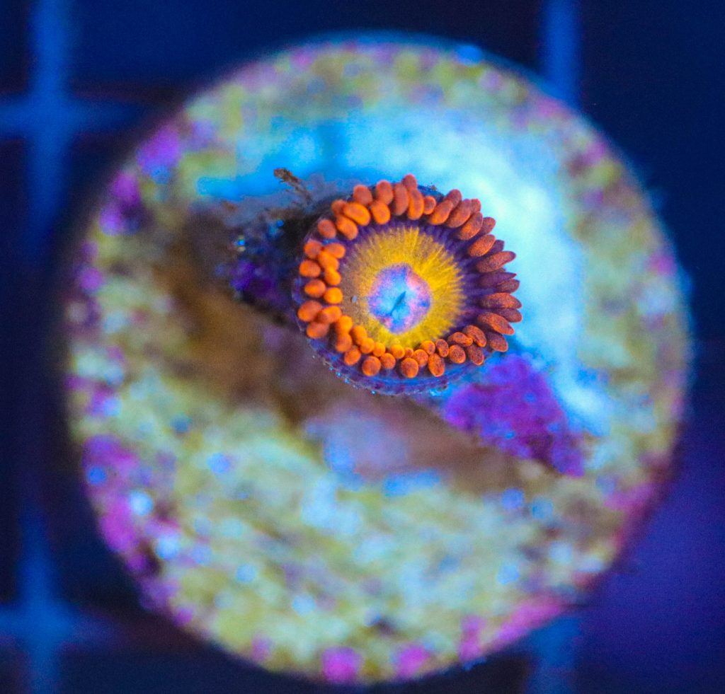 Frag Box Corals
