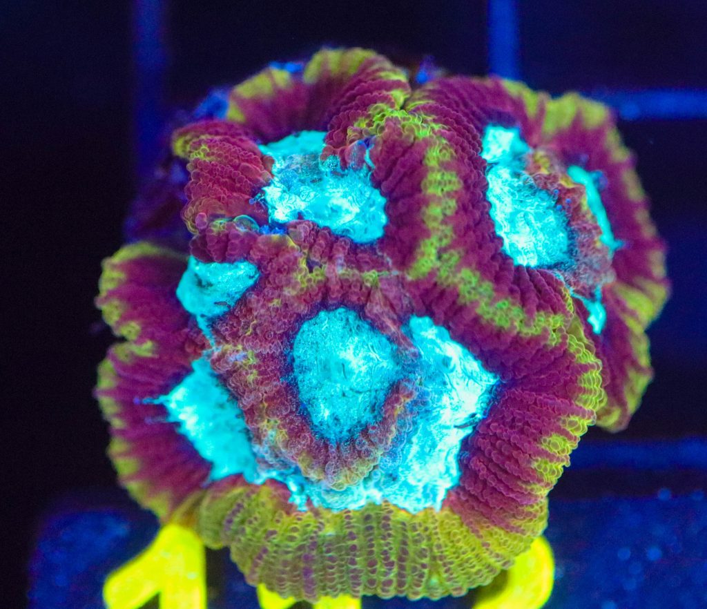 Frag Box Corals