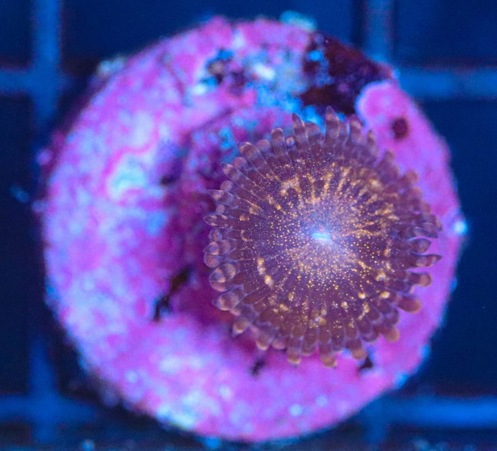 Frag Box Corals