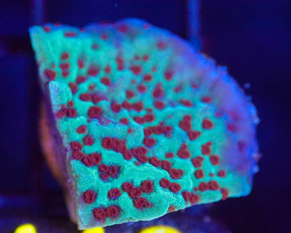 Frag Box Corals