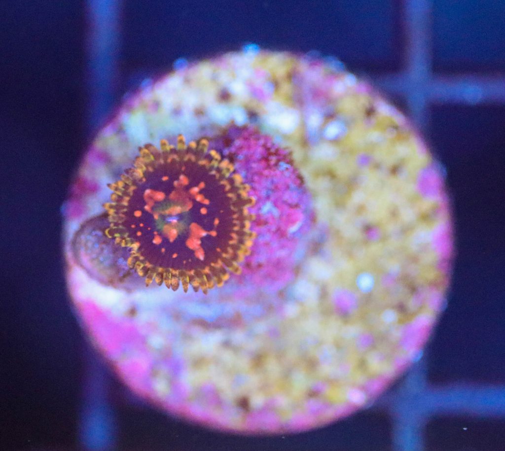 Frag Box Corals