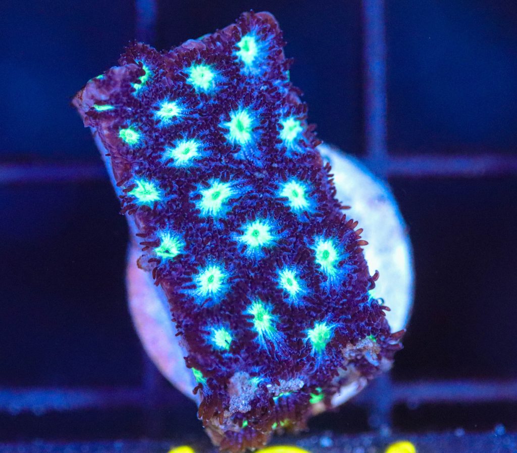 Frag Box Corals