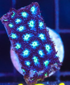 Wysiwyg Blue Cookie Dough Cyphastrea Frag [F121]