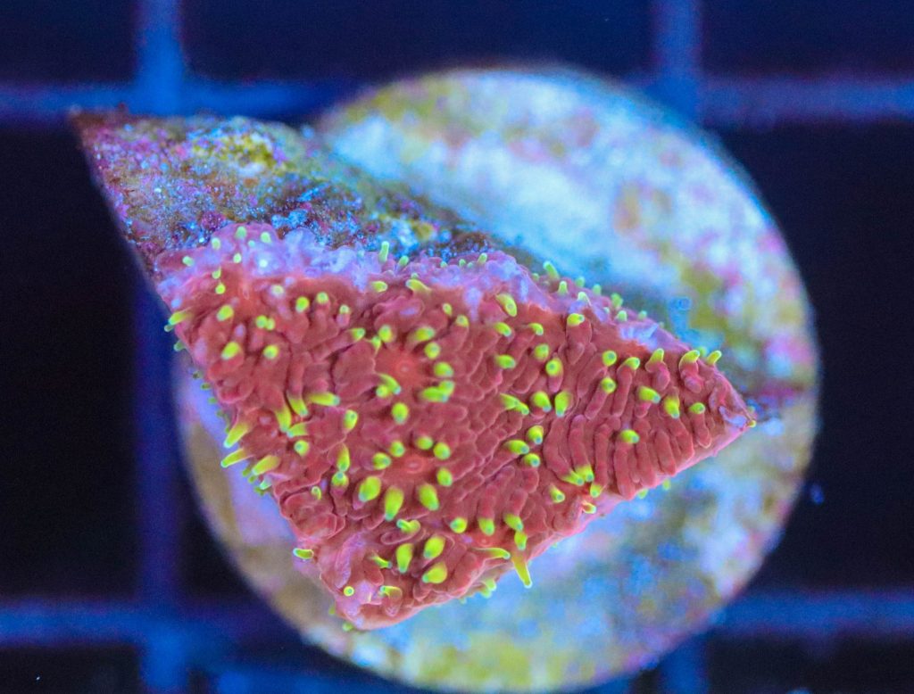 Frag Box Corals