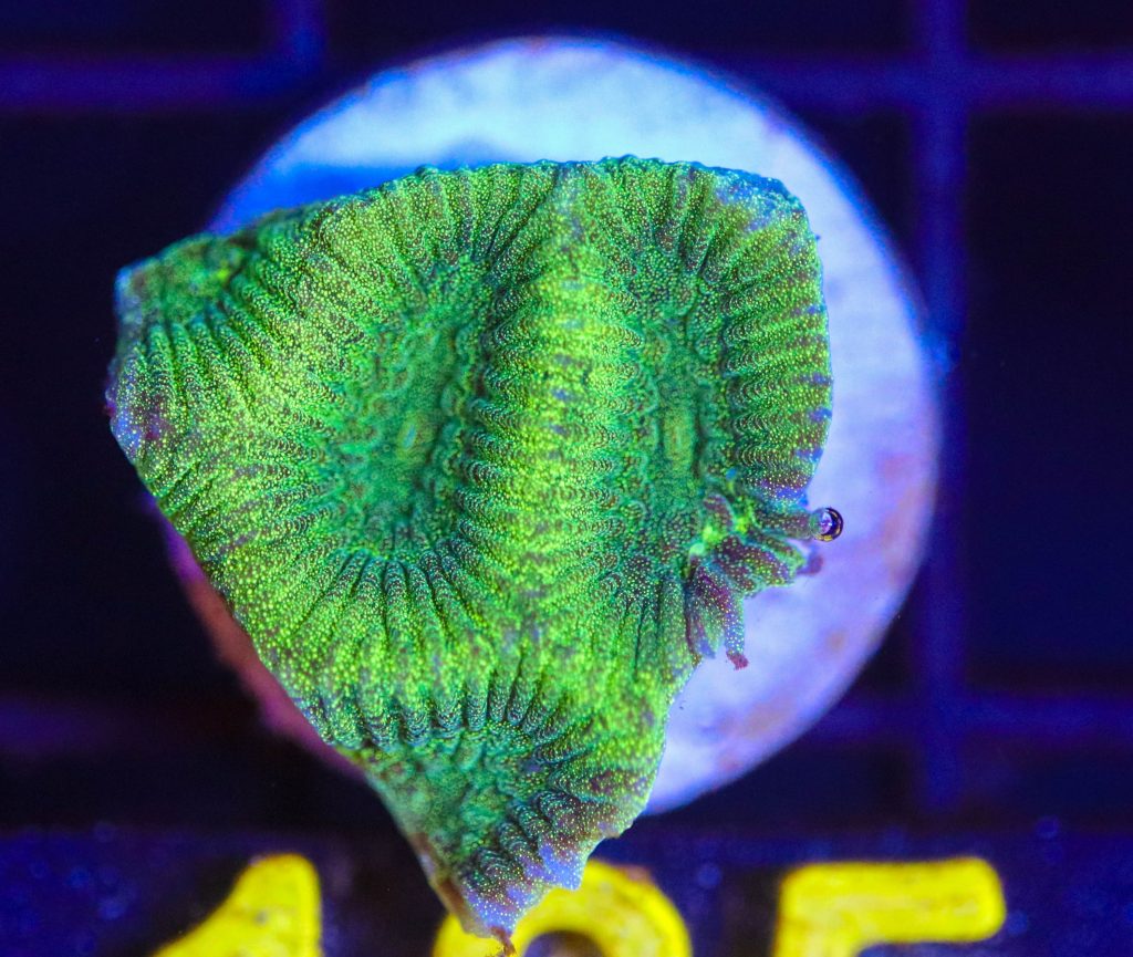Frag Box Corals