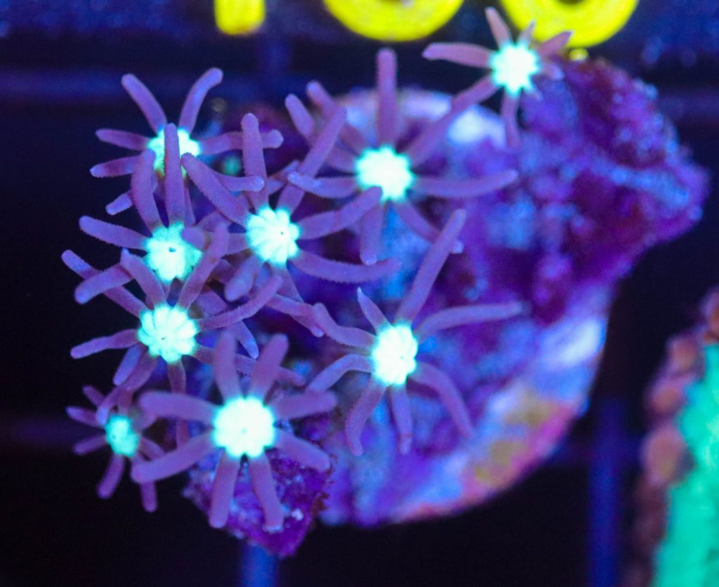 Frag Box Corals