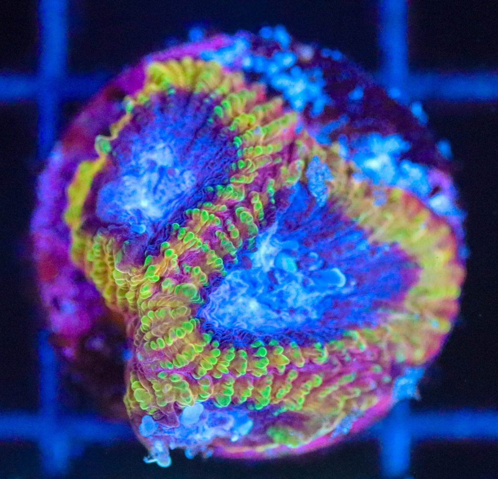 Frag Box Corals