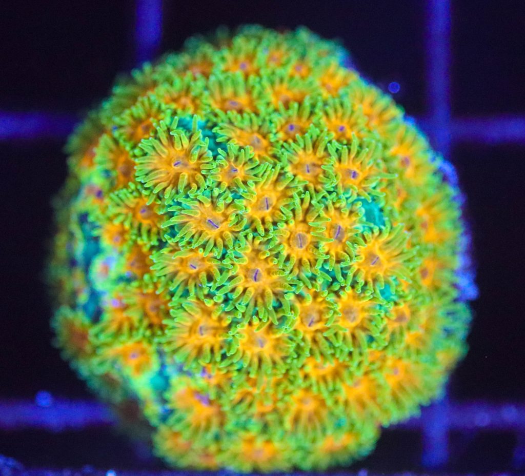 Frag Box Corals