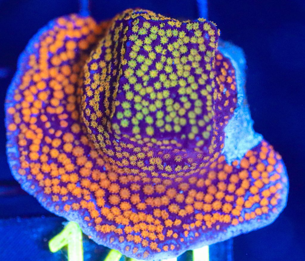 Frag Box Corals