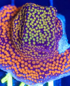 Wysiwyg Rainbow Monti Frag [F140]