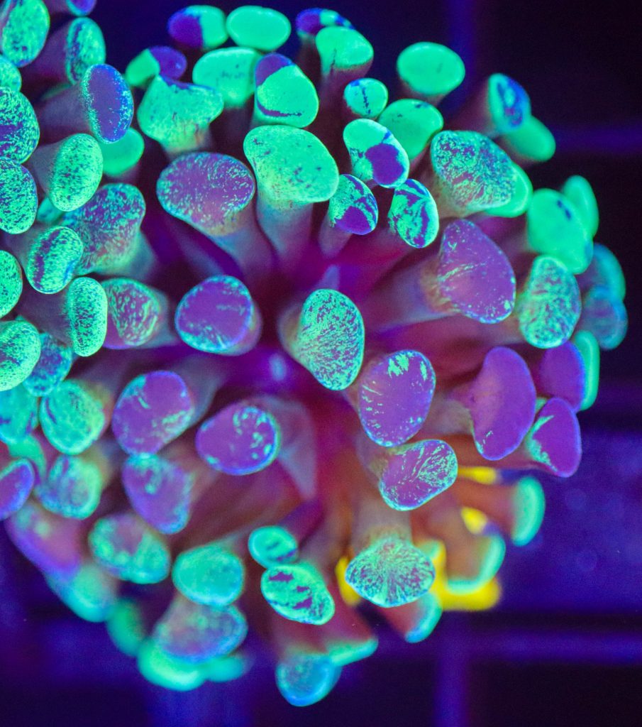 Frag Box Corals