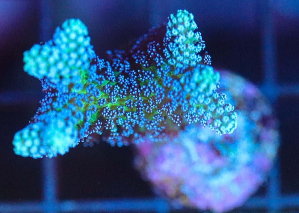 Frag Box Corals