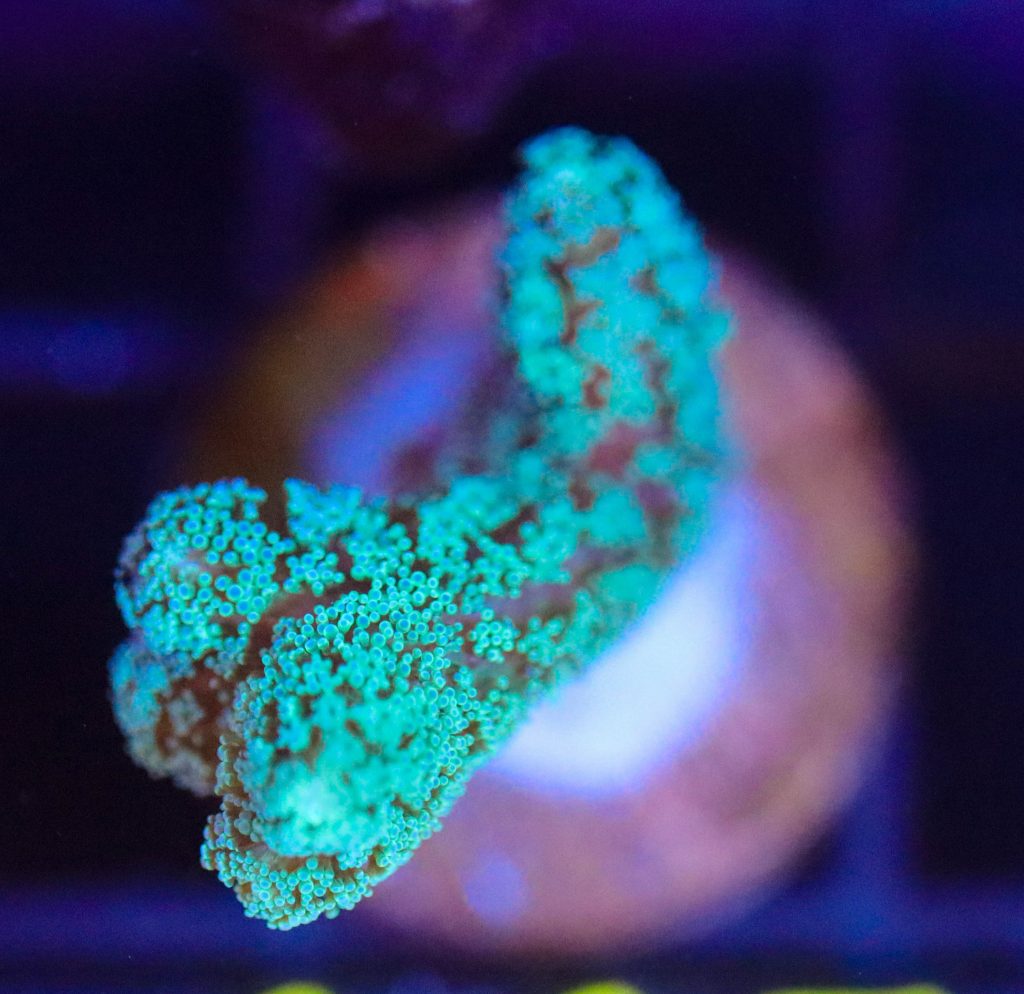 Frag Box Corals