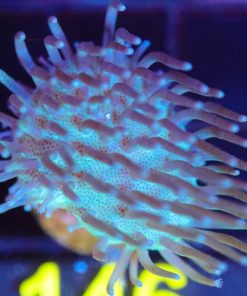 Wysiwyg Simisage Toadstool Frag [F146]