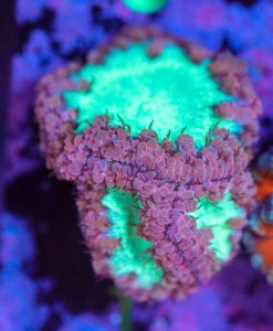 Wysiwyg Blastomussa Frag [F1]