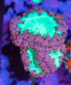 Wysiwyg Blastomussa Frag [F1]
