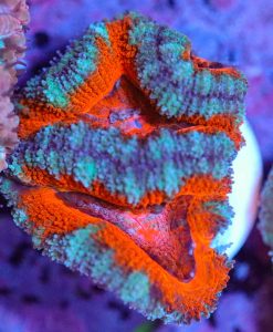 Wysiwyg Acan Frag [F2]