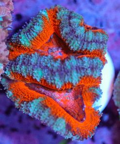 Wysiwyg Acan Frag [F2]