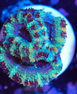 Wysiwyg Acan Frag[F4]