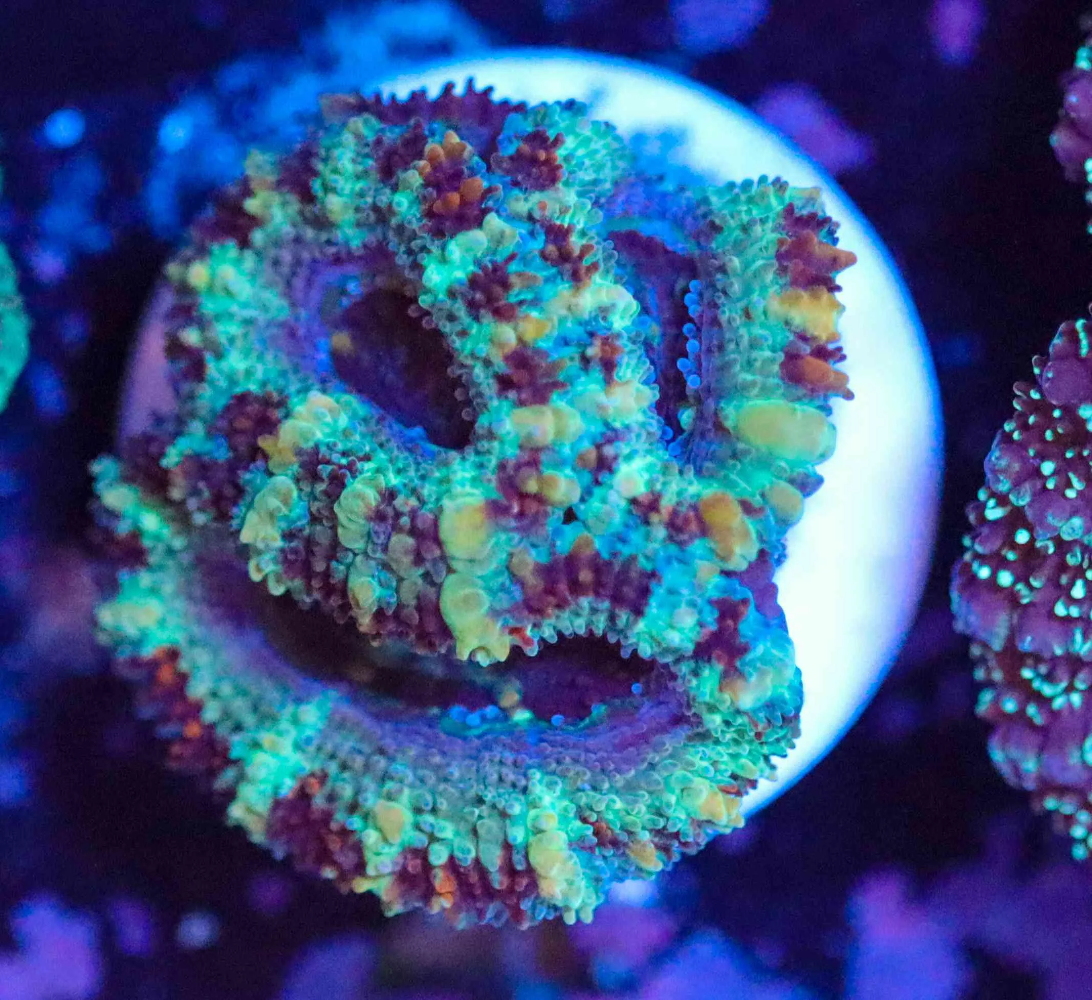 Frag Box Corals