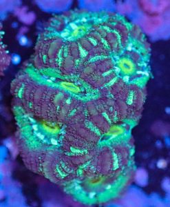 Wysiwyg Acan Frag [F6]