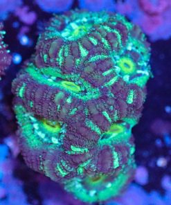 Wysiwyg Acan Frag [F6]