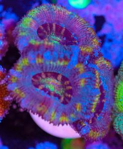Wysiwyg Acan Frag [F9]