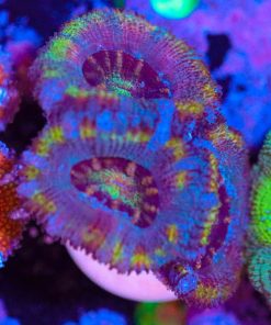 Wysiwyg Acan Frag [F9]