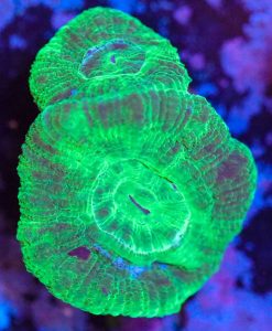 Wysiwyg Giga Drain Acan Frag [F11]