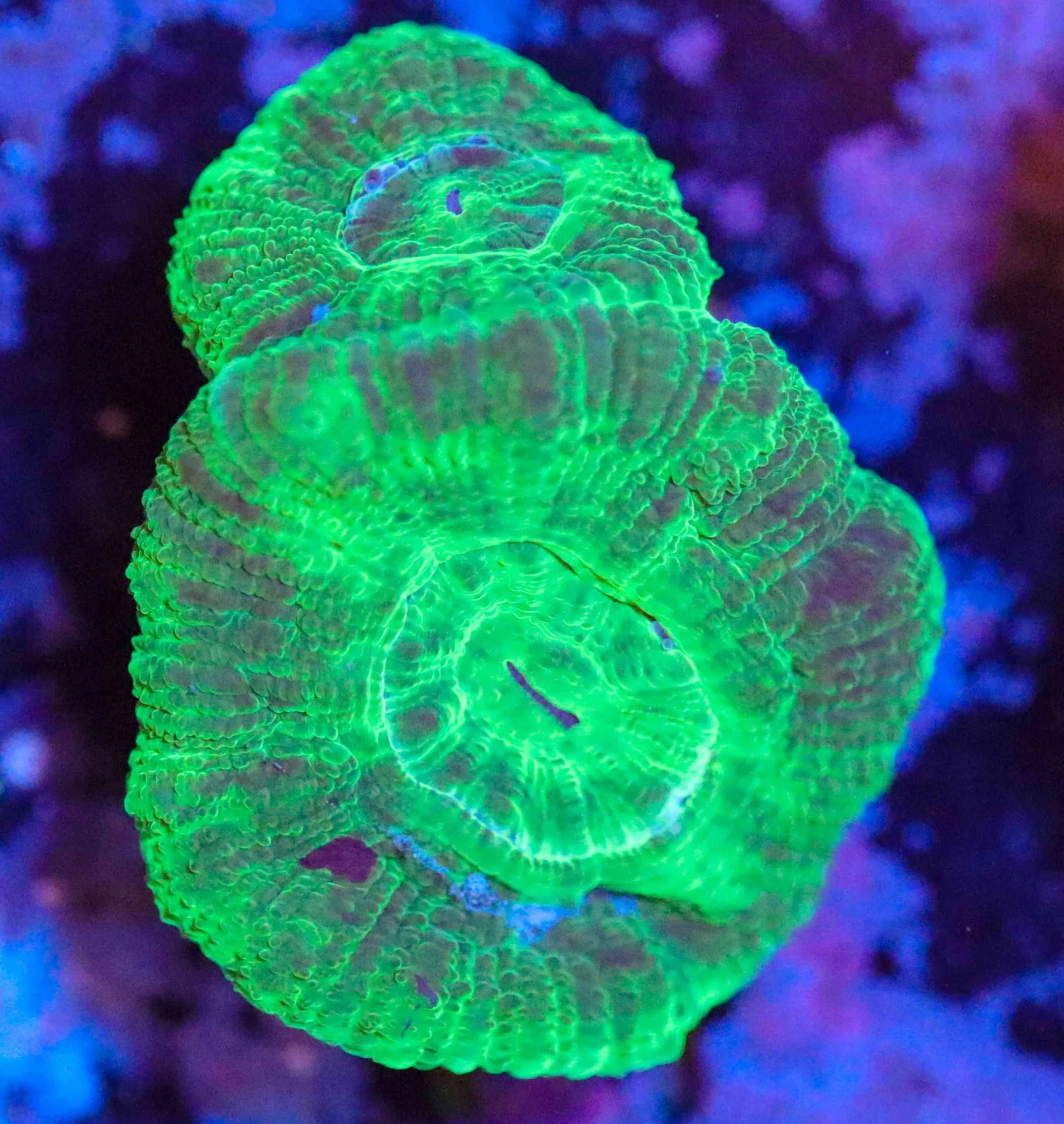 Frag Box Corals