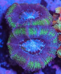 Wysiwyg Acan Frag [F12]