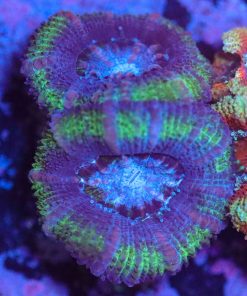 Wysiwyg Acan Frag [F12]