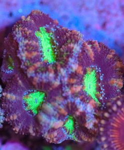 Wysiwyg Glowing Green Center Acan Frag [F20]