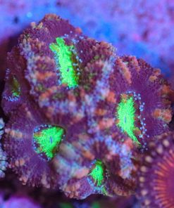 Wysiwyg Glowing Green Center Acan Frag [F20]