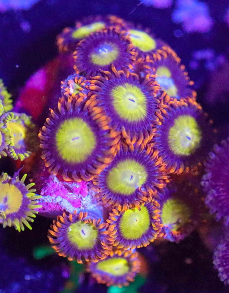 Frag Box Corals