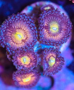 Wysiwyg Zoa Frag [F25]