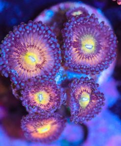 Wysiwyg Zoa Frag [F25]