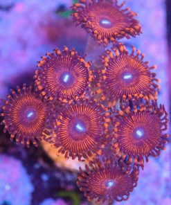 Wysiwyg Zoa Frag [F28]