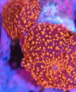 Wysiwyg Orange Beaded Mushroom Frag x2 [F29]