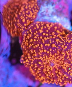 Wysiwyg Orange Beaded Mushroom Frag x2 [F29]